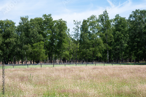 Heather and woods of the Veluwe nature reserve during hot dry summer