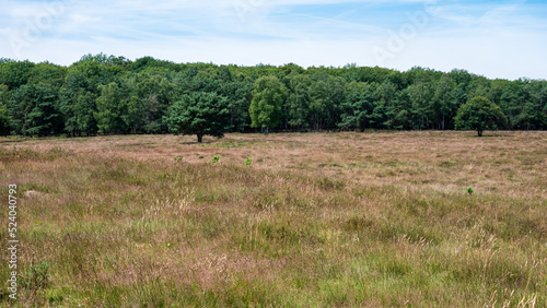 Heather and woods of the Veluwe nature reserve during hot dry summer