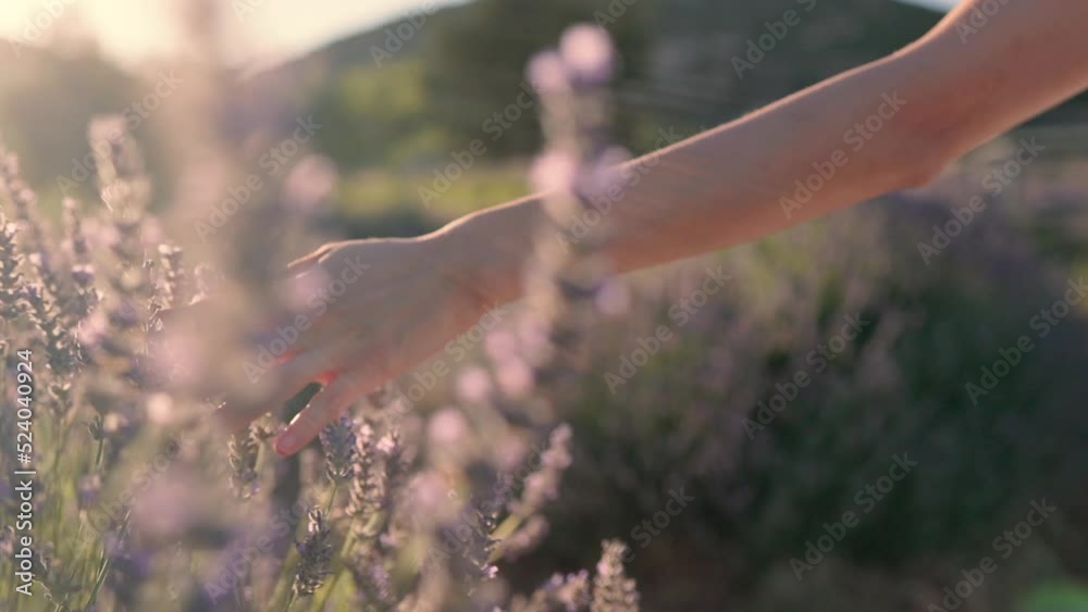 Female hands slowly touching a lavender flowers on a lavender fields on a sunset