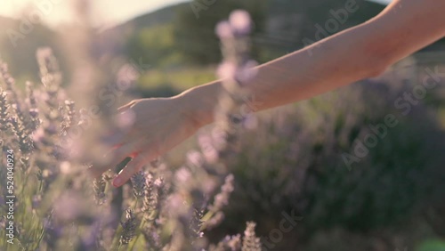 Female hands slowly touching a lavender flowers on a lavender fields on a sunset