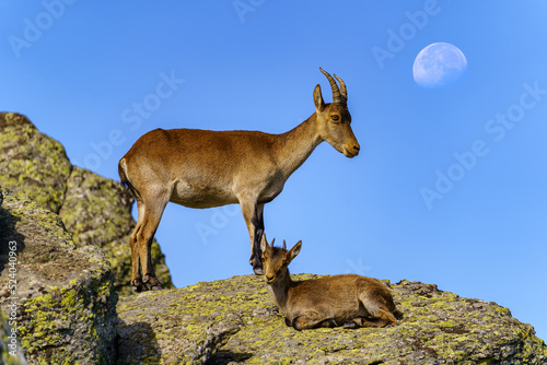 Pair of wild Hispanic goats climbed to a rock with the moon in the background on blue sky, Guadarrama, Madrid. photo