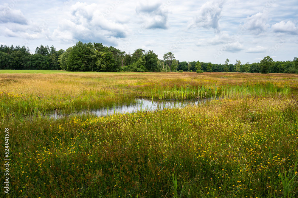 Fototapeta premium Woods and heather landscape in summer at the Netherlands