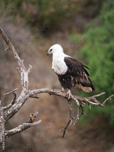 Eagle (African fish eagle ) 