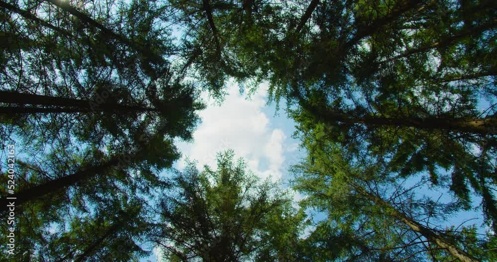 Rotational movement of the camera on the crowns of trees in the forest. Bottom up view of lush green foliage of pine woodland. Turn around, circles among the tree trunks. The tops of spruce trees.
