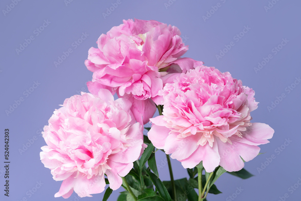 Background of delicate pale pink peony flowers close-up.