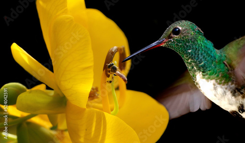 hummingbird on flower photo