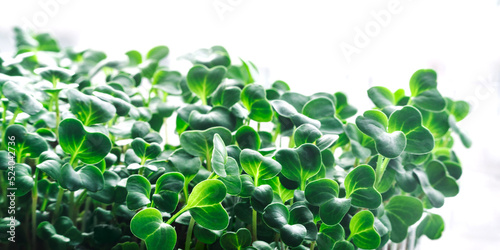 Close-up of fresh microgreen sprouts on white background