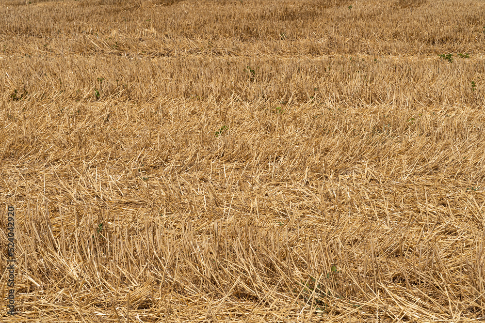 Background of harvested wheat. Hay, straw, stalks. Background of harvested wheat. Hay, straw, stalks.