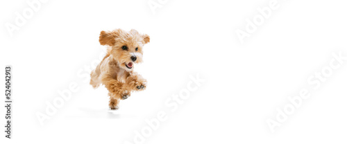 Playful puppy, little Maltipoo dog running, playing isolated over white background. Concept of care, animal life, health, ad, show, breed of dog