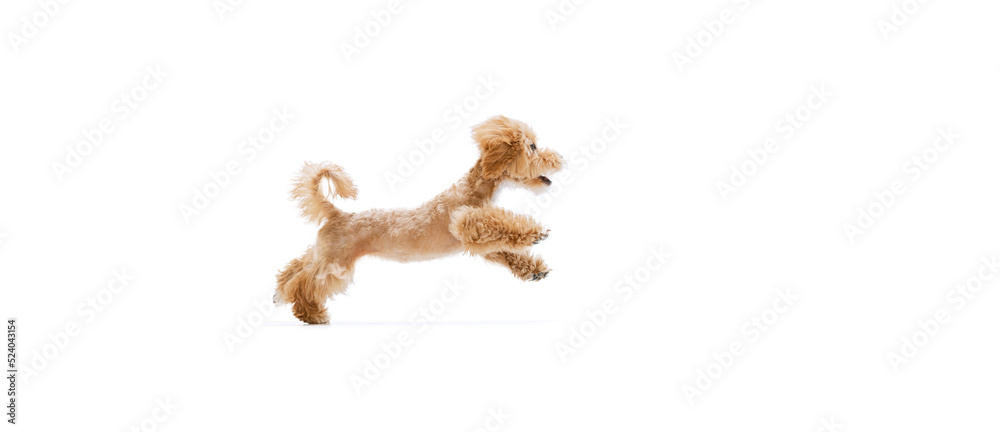 Fototapeta premium Playful puppy, little Maltipoo dog running, playing isolated over white background. Concept of care, animal life, health, ad, show, breed of dog