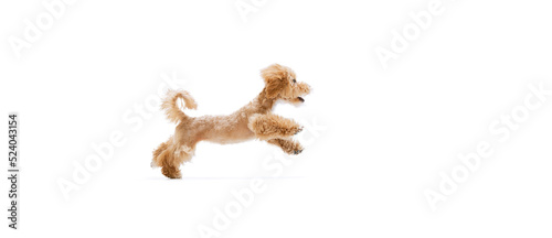 Playful puppy, little Maltipoo dog running, playing isolated over white background. Concept of care, animal life, health, ad, show, breed of dog