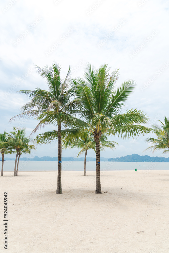 Twin palm trees on beautiful white sandy beach with row of limestone mountains in horizon background along the Ha Long Bay, Quang Ninh, Vietnam