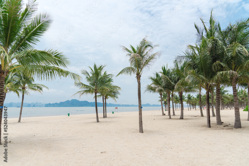 Palm trees on white sandy beach with row of limestone mountains in horizon background along the Ha Long Bay, Quang Ninh, Vietnam