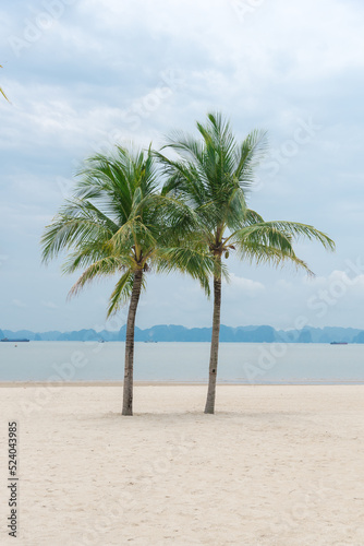 Twin palm trees on beautiful white sandy beach with row of limestone mountains in horizon background along the Ha Long Bay  Quang Ninh  Vietnam