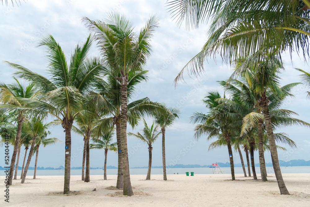 White sand beaches, palm trees and surrounding limestone mountains in horizon at tropical vacation in Ha Long Bay, Quang Ninh, Vietnam