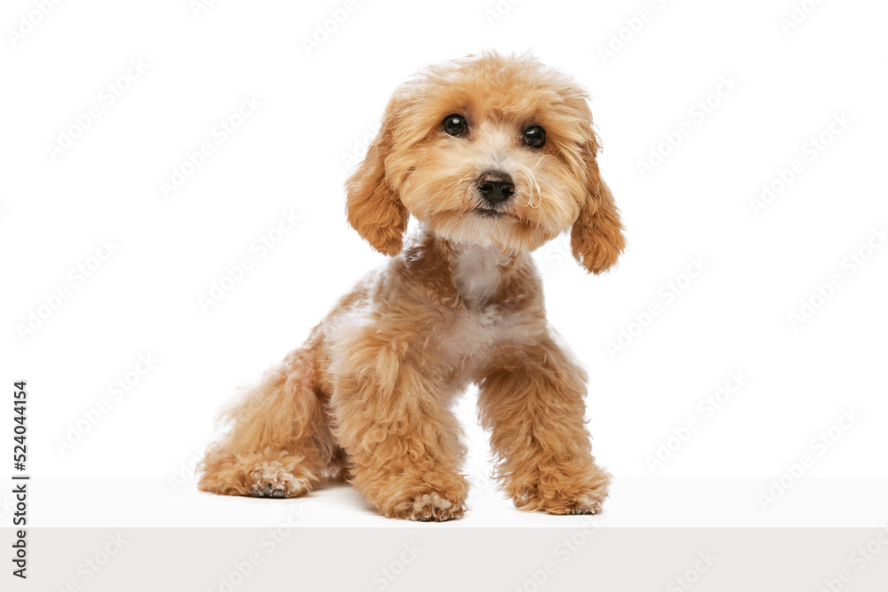 Studio shot of cute sand color Maltipoo dog posing isolated over white background. Concept of care, animal life, health, ad, show, breed of dog