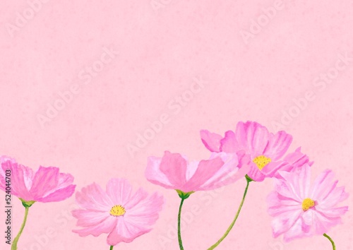 パステル風でピンク色をバックに可愛い桃色のコスモスが5本咲いている背景素材
