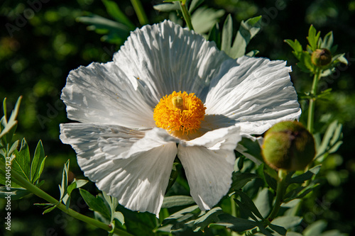 Fotografie Pua kala (literally rough flower) is a member of the poppy family (Papaveraceae)
