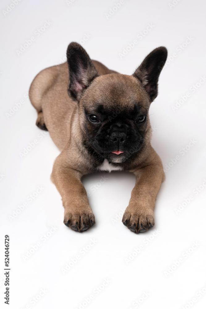 French bulldog puppy lies on a table on a white background.