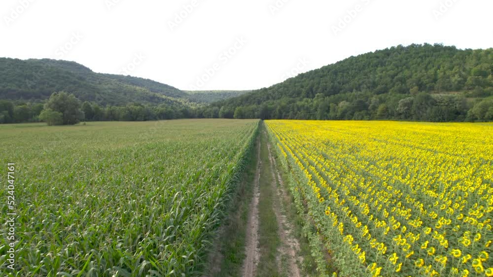 Aerial view of rural road and sunflower fields Aerial view of rural road and sunflower fields
