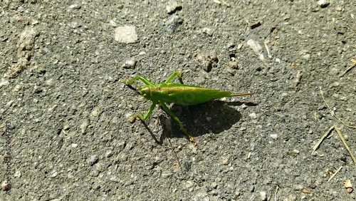 one big and green locust on the asphalt in the daytime.