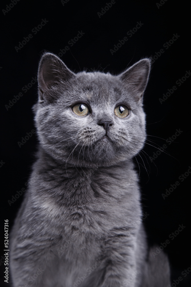 british blue cat on black background. cat portrait in photo studio