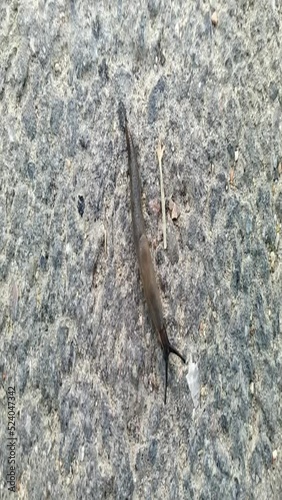snail without a shell. snail without a shell moves along the asphalt.