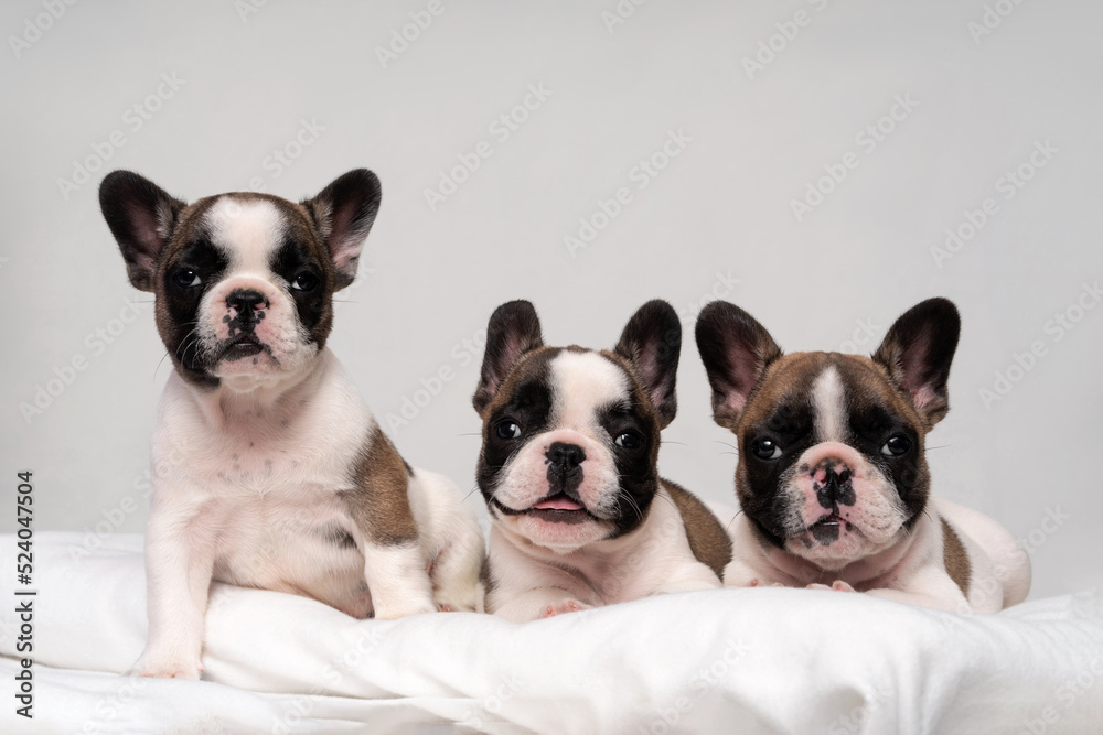 Three cute french bulldog puppies sleep on a bed on a white plaid. Three cute french bulldog puppies sleep on a bed on a white plaid.