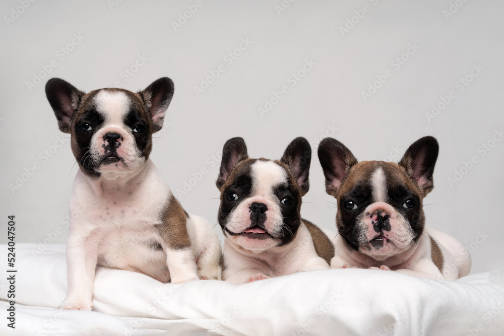 Three cute french bulldog puppies sleep on a bed on a white plaid.