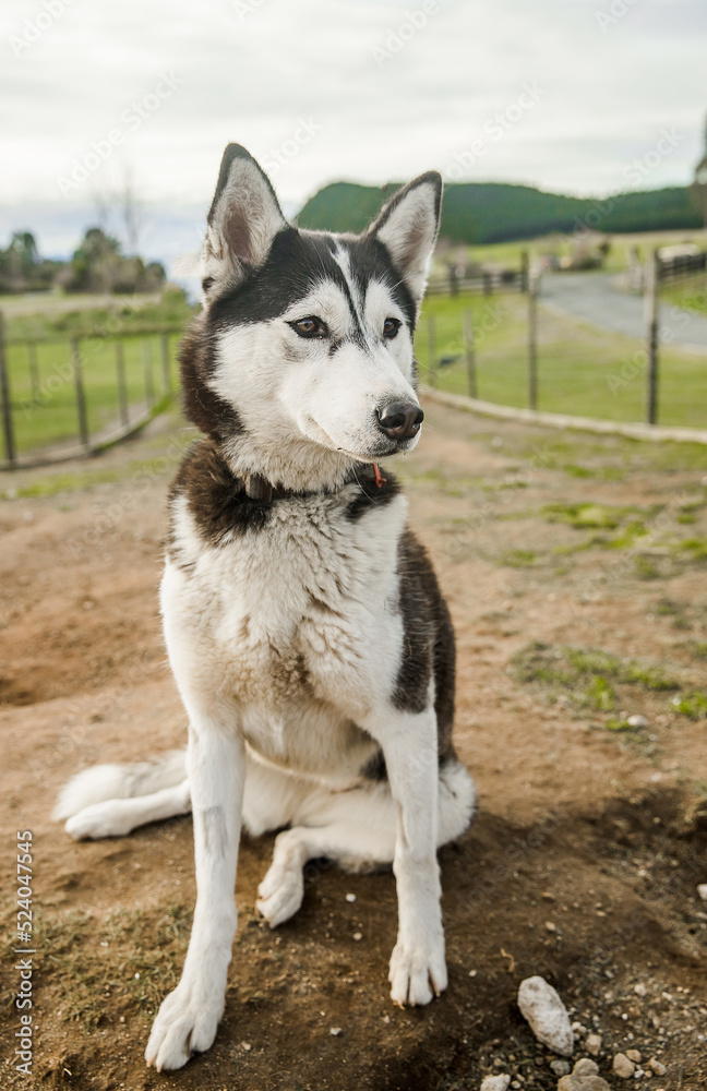 purebred siberian husky dog outdoors