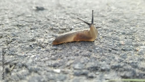 snail without a shell. snail without a shell moves along the asphalt.