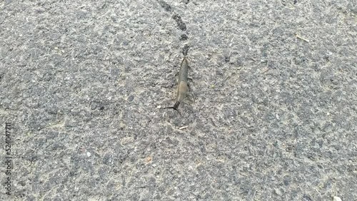 snail without a shell. snail without a shell moves along the asphalt.
