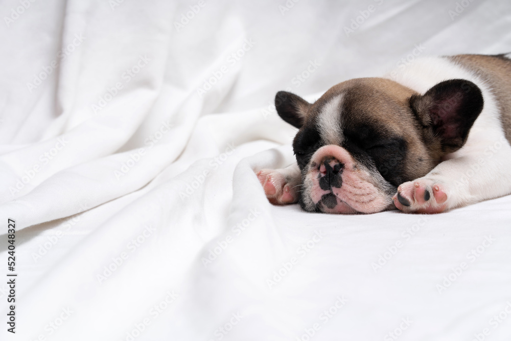 Cute french bulldog puppy sleeps on a bed on a white plaid.