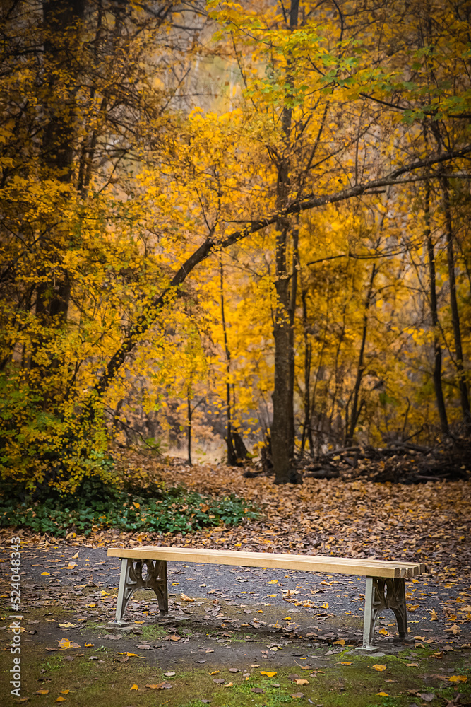 golden autumn landscape, yellow leaves in a forest or park, beautiful fall background, outdoor shot golden autumn landscape, yellow leaves in a forest or park, beautiful fall background, outdoor shot