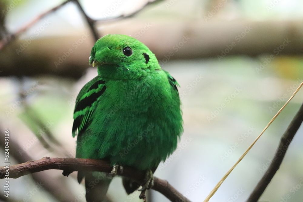 Birds and animals at the Lincoln Park Zoo. Chicago, IL Birds and animals at the Lincoln Park Zoo. Chicago, IL