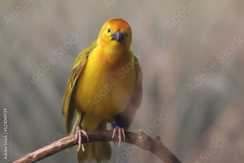 Birds and animals at the Lincoln Park Zoo. Chicago, IL  photo