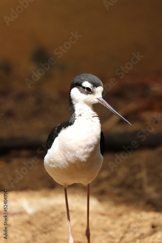 Birds and animals at the Lincoln Park Zoo. Chicago, IL  photo