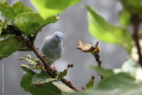 Birds and animals at the Lincoln Park Zoo. Chicago, IL  photo