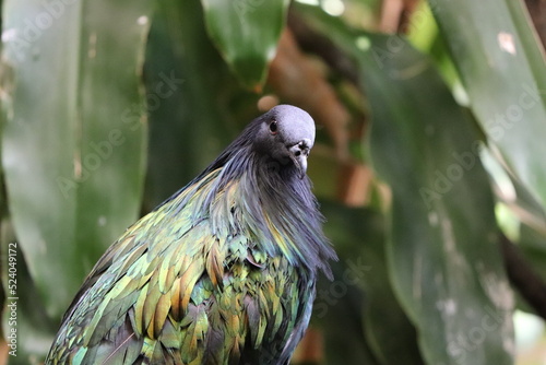 Birds and animals at the Lincoln Park Zoo. Chicago, IL  photo