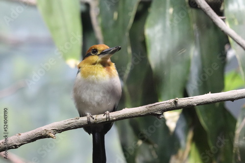 Birds and animals at the Lincoln Park Zoo. Chicago, IL  photo