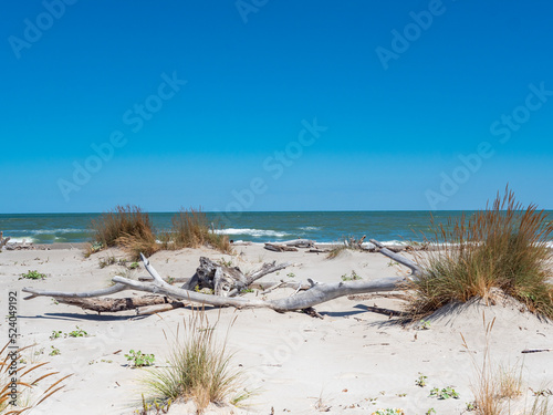Naturstrand mit Treibholz an der Adria in Italien