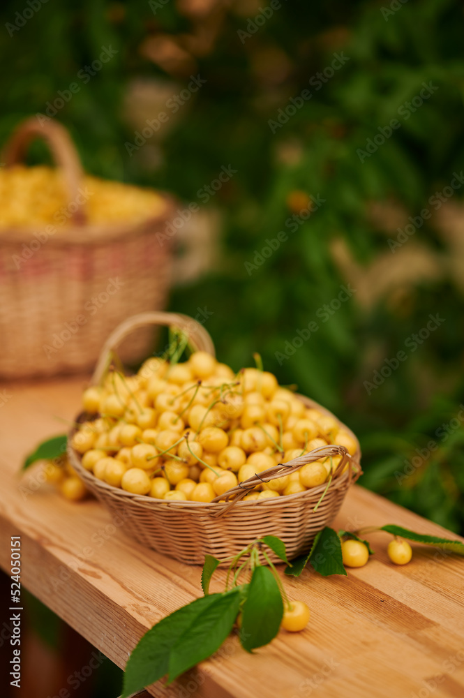 Ripe cherries in a wicker basket Ripe cherries in a wicker basket