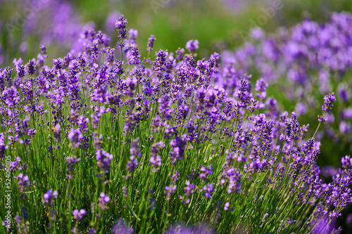 Blooming lavender flowers in a farmer's field