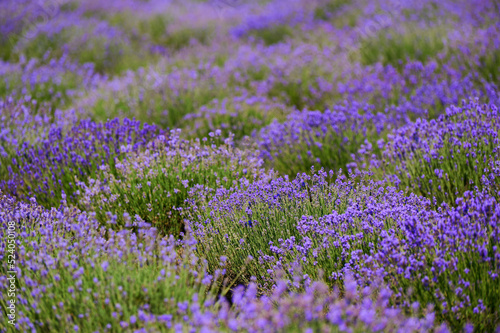 Blooming lavender bushes in a field