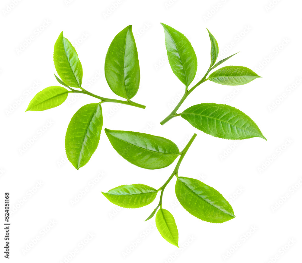Tea leaf isolated on transparent png