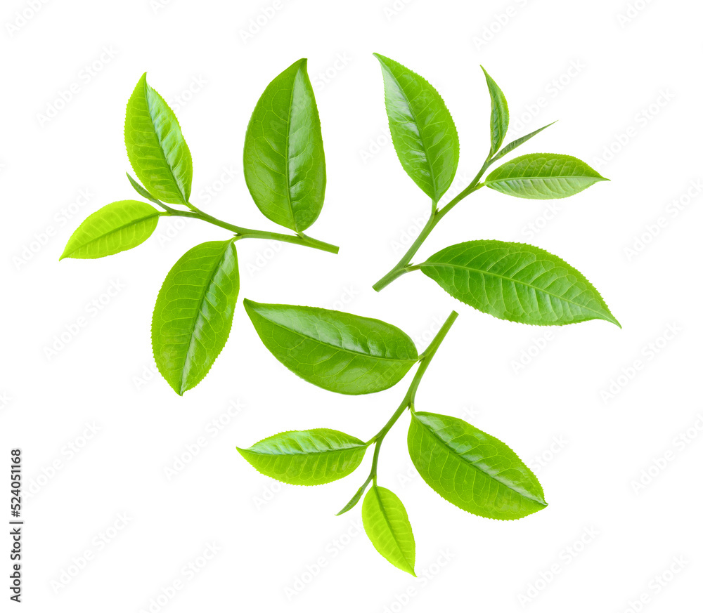 Tea leaf isolated on transparent png Tea leaf isolated on transparent png