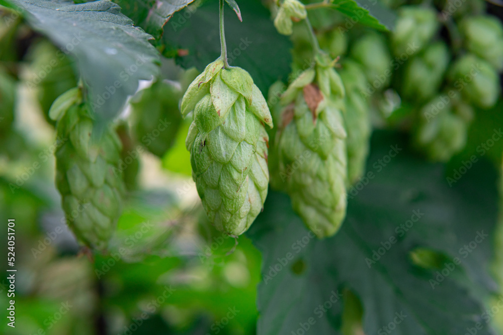 Hops Hops