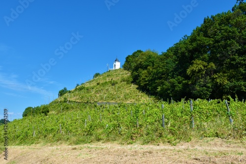 Hill Piramida above Maribor in Stajerska, Slovenia covered in grape vine (Vitis vinifera) and a church at the top photo