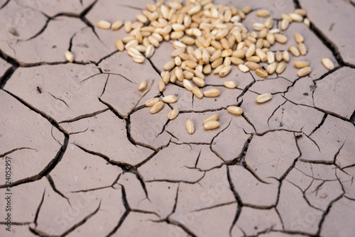 cereal grains spilled on dried soil. hunger catastrophe with global famine and drought.