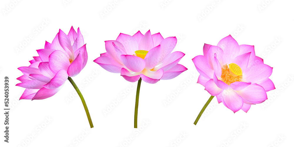 Lotus flower isolated on transparent png